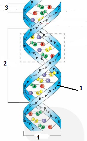 Đúng sai Sinh 12 DNA và tính toán DNA (ảnh 1)