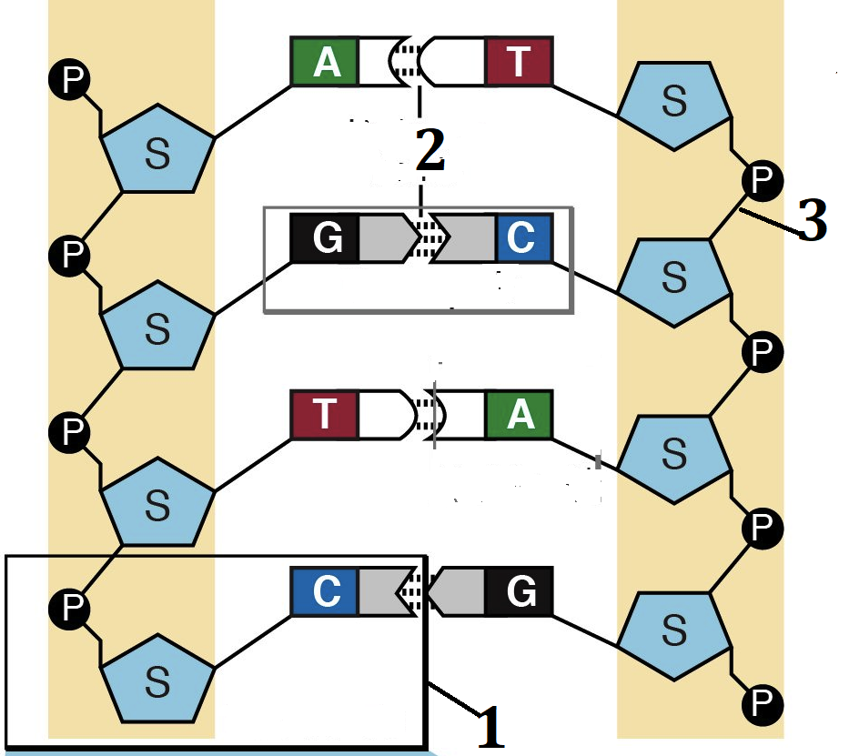 Đúng sai Sinh 12 DNA và tính toán DNA (ảnh 3)