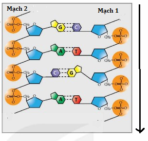 Đúng sai Sinh 12 DNA và tính toán DNA (ảnh 6)