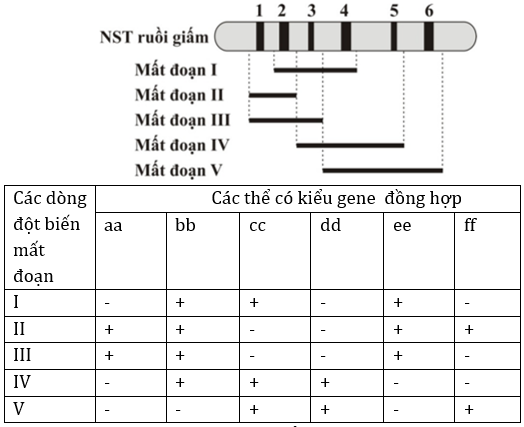 Đúng sai Sinh 12 Đột biến cấu trúc nhiễm sắc thể (ảnh 13)