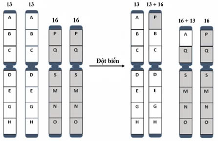 Đúng sai Sinh 12 Đột biến cấu trúc nhiễm sắc thể (ảnh 3)