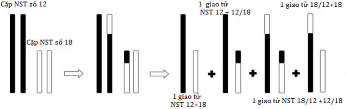 Đúng sai Sinh 12 Đột biến cấu trúc nhiễm sắc thể (ảnh 4)