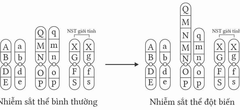 Đúng sai Sinh 12 Đột biến cấu trúc nhiễm sắc thể (ảnh 6)