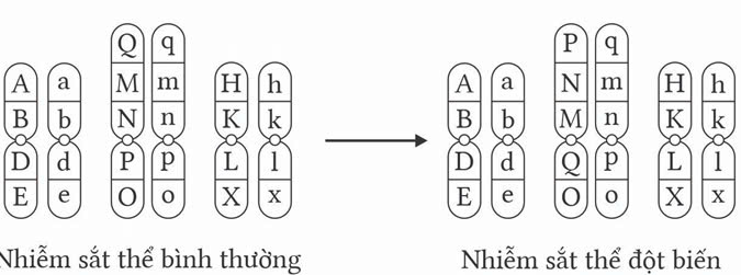 Đúng sai Sinh 12 Đột biến cấu trúc nhiễm sắc thể (ảnh 7)