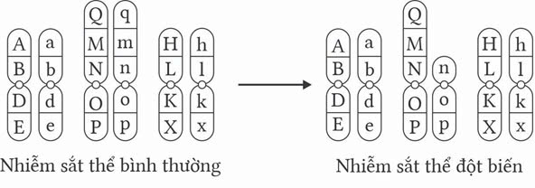 Đúng sai Sinh 12 Đột biến cấu trúc nhiễm sắc thể (ảnh 8)
