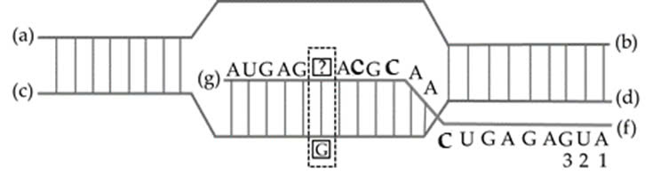 Đúng sai Sinh 12 Đột biến gene (ảnh 1)
