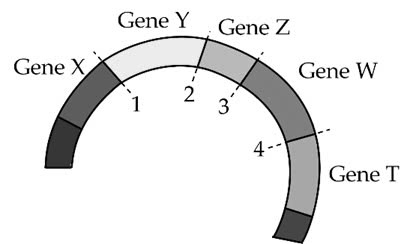 Đúng sai Sinh 12 Đột biến gene (ảnh 2)