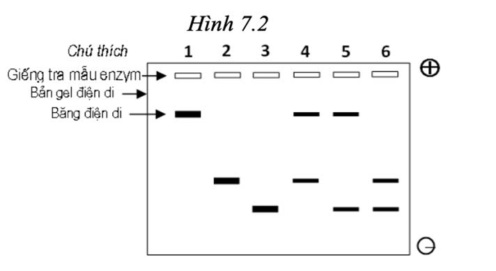 Đúng sai Sinh 12 Đột biến gene (ảnh 8)