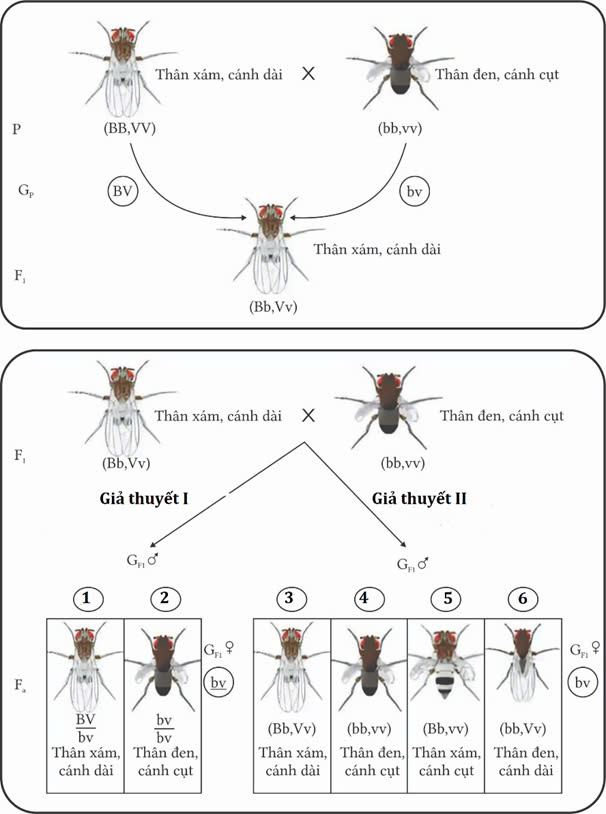 Đúng sai Sinh 12 Liên kết gene