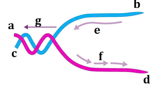 Đúng sai Sinh 12 Nhân đôi DNA và ứng dụng nhân đôi DNA (ảnh 1)