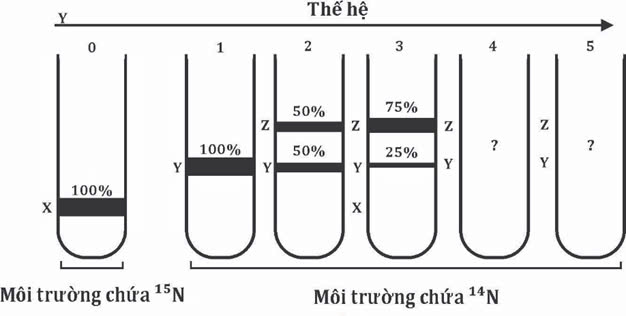 Đúng sai Sinh 12 Nhân đôi DNA và ứng dụng nhân đôi DNA (ảnh 12)