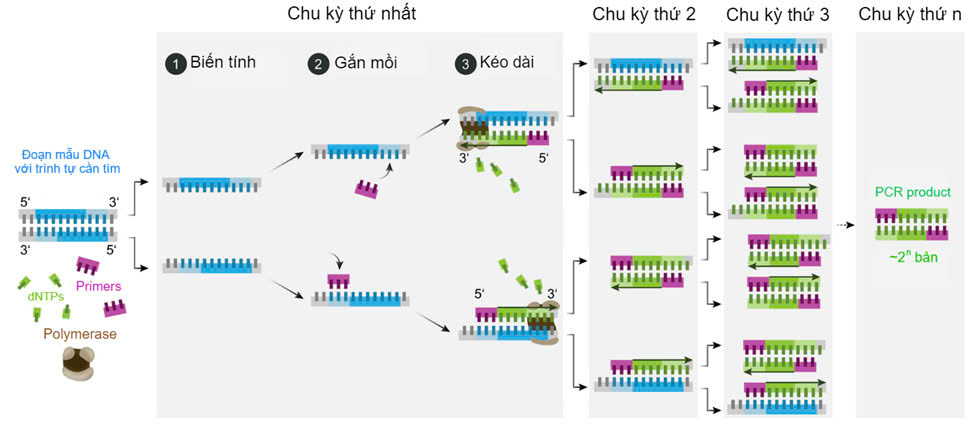 Đúng sai Sinh 12 Nhân đôi DNA và ứng dụng nhân đôi DNA (ảnh 2)