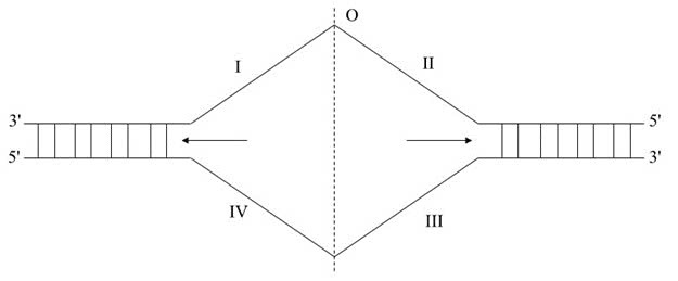 Đúng sai Sinh 12 Nhân đôi DNA và ứng dụng nhân đôi DNA (ảnh 3)