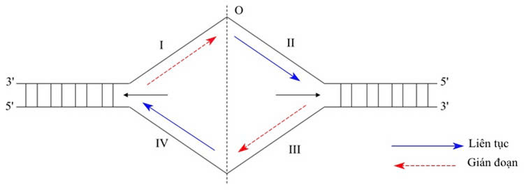 Đúng sai Sinh 12 Nhân đôi DNA và ứng dụng nhân đôi DNA (ảnh 4)