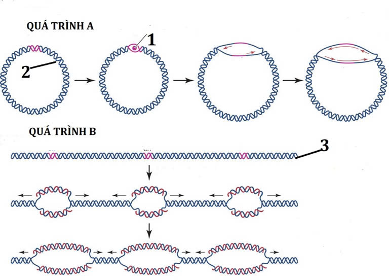 Đúng sai Sinh 12 Nhân đôi DNA và ứng dụng nhân đôi DNA (ảnh 5)