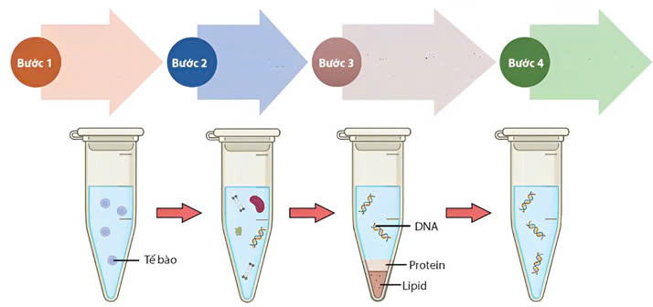 Đúng sai Sinh 12 Nhân đôi DNA và ứng dụng nhân đôi DNA (ảnh 6)