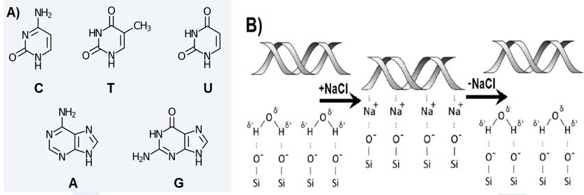 Đúng sai Sinh 12 Nhân đôi DNA và ứng dụng nhân đôi DNA (ảnh 8)