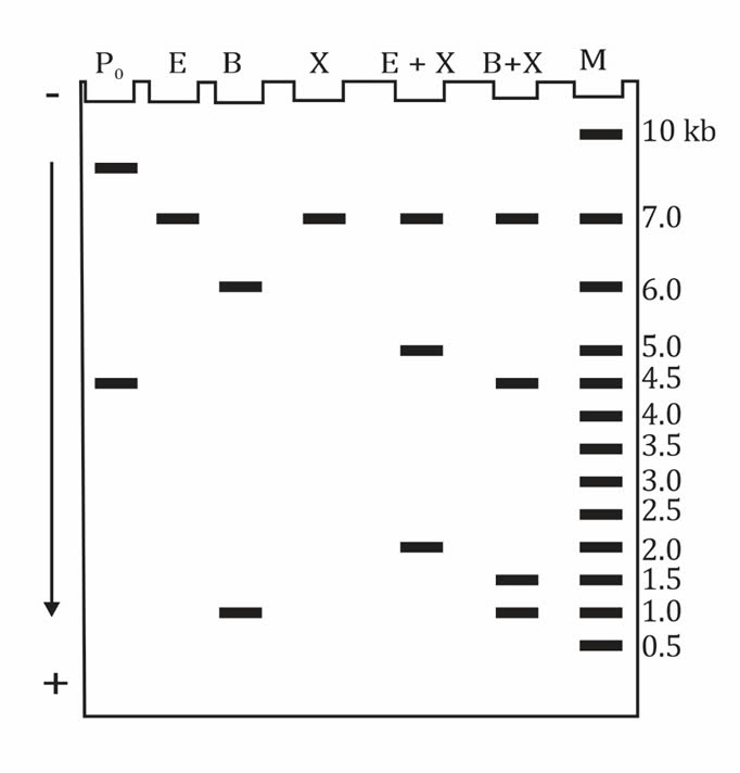 Đúng sai Sinh 12 Nhân đôi DNA và ứng dụng nhân đôi DNA (ảnh 9)