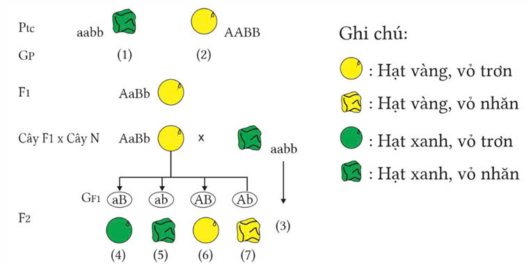 Đúng sai Sinh 12 Quy luật phân li độc lập (ảnh 1)