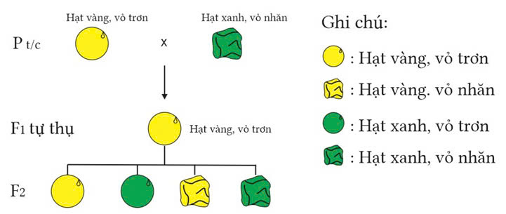 Đúng sai Sinh 12 Quy luật phân li độc lập (ảnh 5)