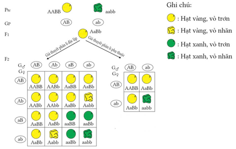 Đúng sai Sinh 12 Quy luật phân li độc lập (ảnh 6)