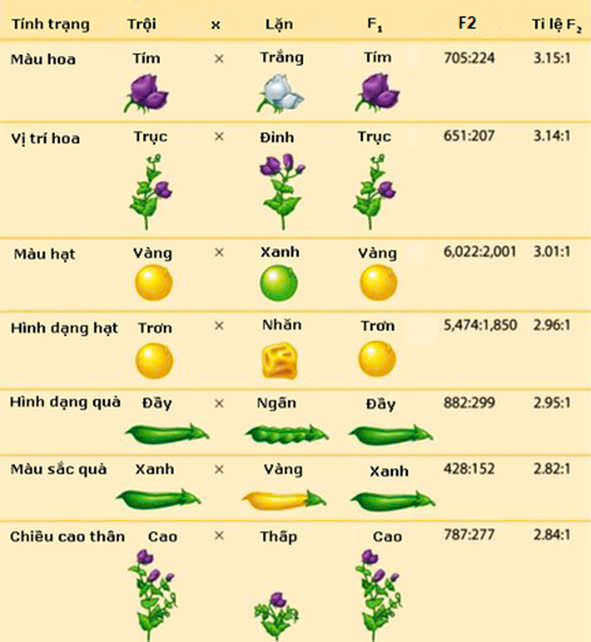 Đúng sai Sinh 12 Quy luật phân li (ảnh 1)