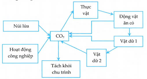 Đúng sai trả lời ngắn Sinh 12 Chu trình sinh địa hóa và sinh quyển (ảnh 1)