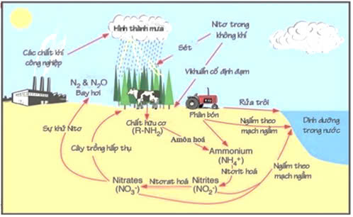 Đúng sai trả lời ngắn Sinh 12 Chu trình sinh địa hóa và sinh quyển (ảnh 2)
