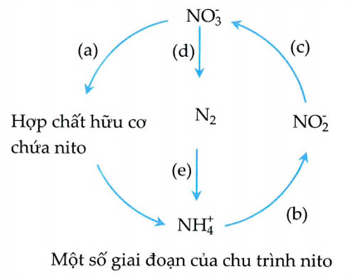 Đúng sai trả lời ngắn Sinh 12 Chu trình sinh địa hóa và sinh quyển (ảnh 5)