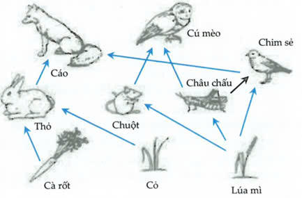 Đúng sai trả lời ngắn Sinh 12 Hệ sinh thái (ảnh 2)