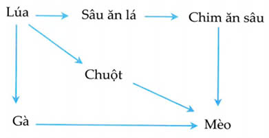 Đúng sai trả lời ngắn Sinh 12 Hệ sinh thái (ảnh 3)