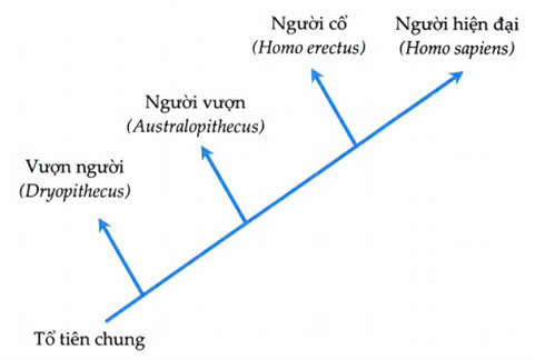 Đúng sai trả lời ngắn Sinh 12 Sự phát sinh, phát triển sự sống trên Trái Đất và hình thành loài người