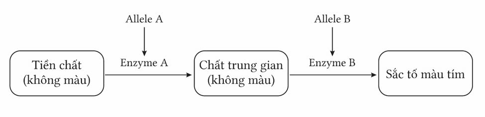 Đúng sai trả lời ngắn Sinh 12 Tương tác gene (ảnh 2)