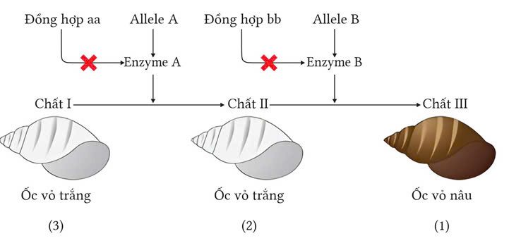 Đúng sai trả lời ngắn Sinh 12 Tương tác gene (ảnh 7)