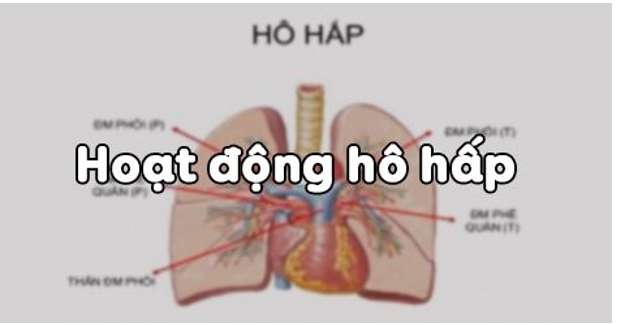 Dung tích phổi khi hít vào thở ra bình thường và gắng sức có thể phụ thuộc vào các yếu tố nào?