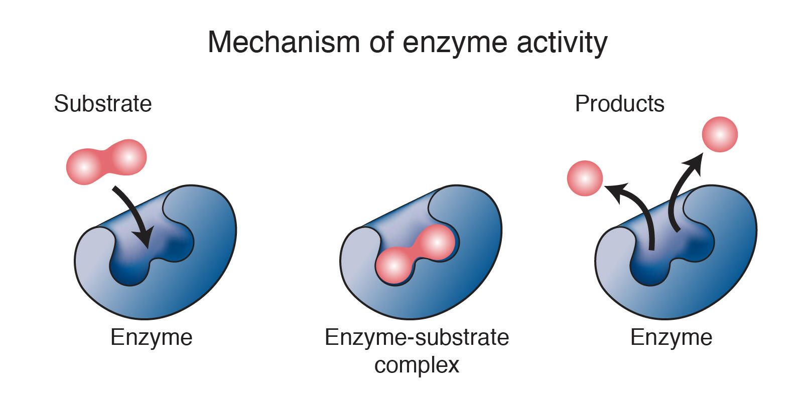 Em có thể rút ra kết luận gì về mối liên kết giữa cơ chất và trung tâm hoạt động của enzyme?