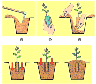 Em hãy đề xuất quy trình chuẩn bị đất để trồng một loại cây trên ban công, trong vườn hoặc khuôn viên nhà trường.