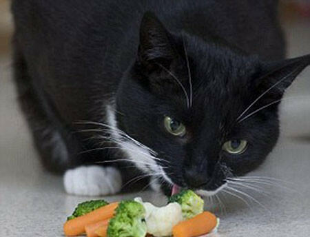 Em rút ra được bài học gì từ câu chuyện Mèo ăn chay (ảnh 2)