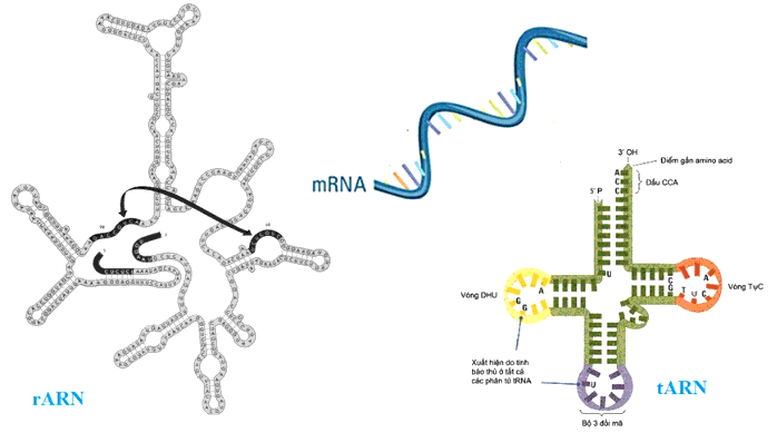 Enzim ARN pôlimeraza chỉ khởi động