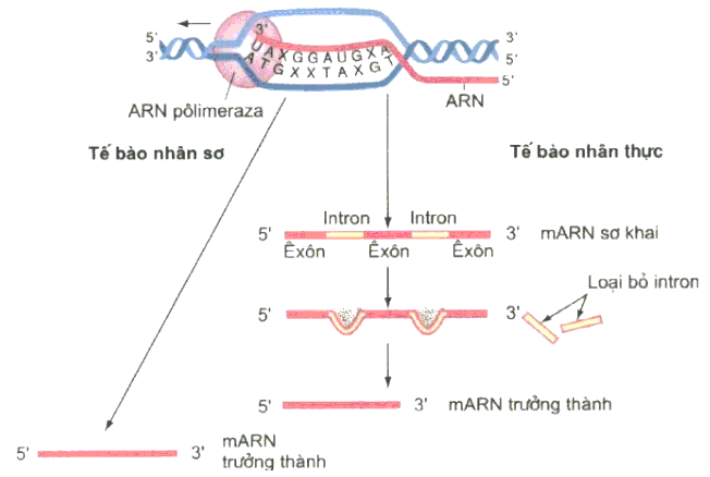 Enzim ARN pôlimeraza chỉ khởi động (ảnh 2)