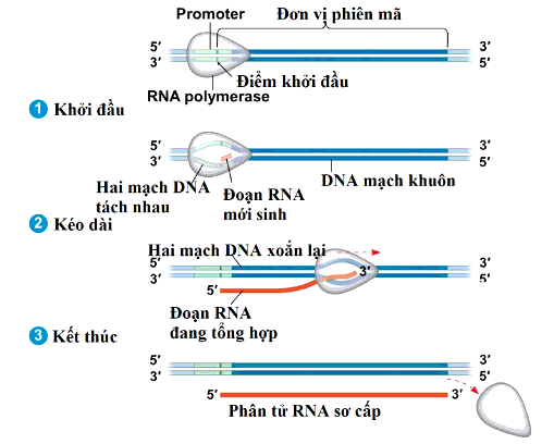 Enzim ARN pôlimeraza chỉ khởi động (ảnh 3)
