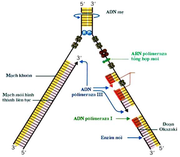 [CHUẨN NHẤT] Enzim arn polimeraza là gì? (ảnh 4)