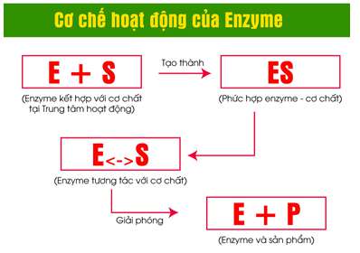 Enzim xúc tác quá trình phân hủy sacaroza là gì? (ảnh 2)