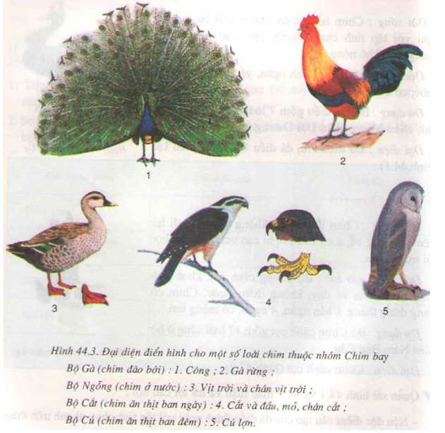 [CHUẨN NHẤT] Gà rừng thuộc nhóm chim nào? (ảnh 3)