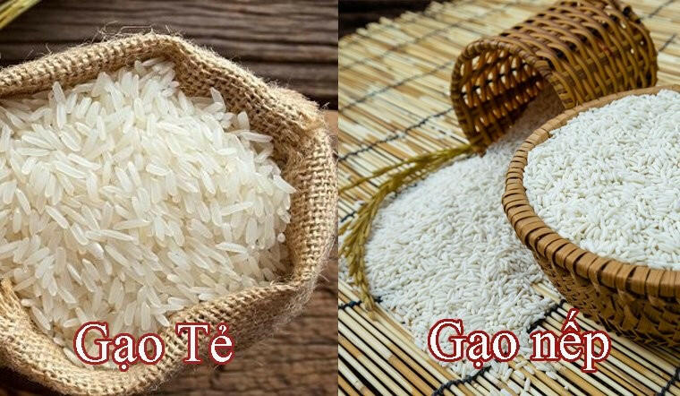 Gạo nếp chứa nhiều amilopectin hơn gạo tẻ?