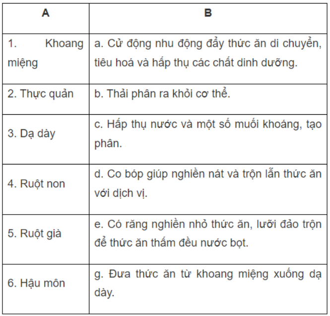 Bài 8.14 trang 28 SBT Sinh học 11: Ghép các cơ quan trong ống tiêu hoá (cột A) cho phù hợp với chức năng (cột B).