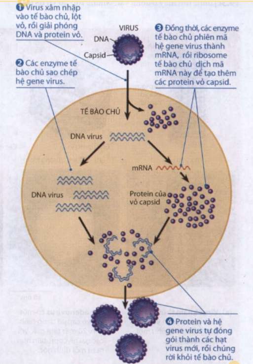 Giai đoạn nào sau đây xảy ra sự liên kết giữa các thụ thể của Virut với thụ thể của tế bào chủ