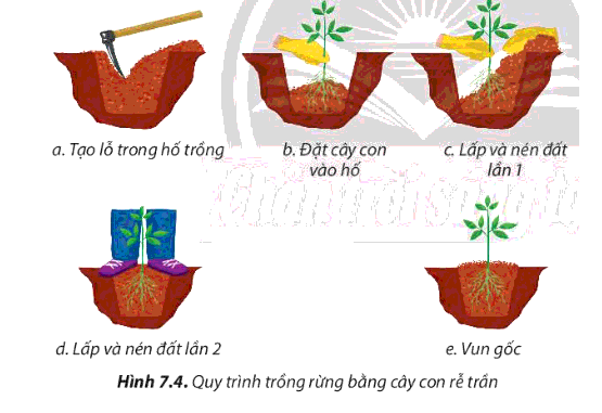  Quan sát hình 7.4, giải thích các thao tác kĩ thuật của phương pháp trồng rừng bằng cây con rễ trần