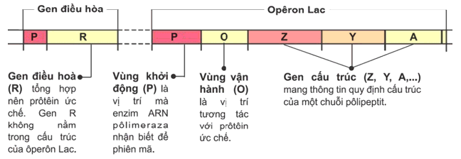 Giải thích cơ chế điều hòa hoạt động của opêron Lac