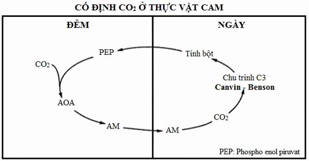 Giải thích sự xuất hiện của con đường cố định CO2 ở thực vật C4 và CAM (Hình 2)